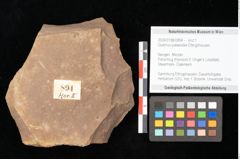 Foto (Objekt + Etikett) von Quercus palaeoilex Ettingshausen (NHMW-GEO-2024-0188-0894)